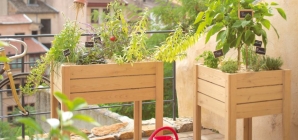 Les plantes idéales pour votre balcon