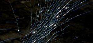 Verre fissuré : comment l’identifier ?
