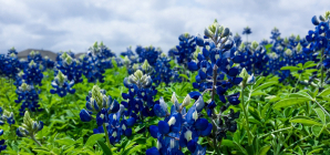 Avoir un beau jardin : l’essentiel à savoir !