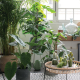Plantes d’intérieur : quelles plantes choisir pour décorer sa maison ?