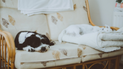 Comment améliorer la qualité d’air dans une maison ?