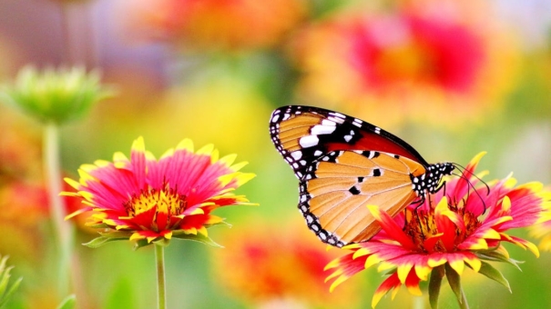 Comment fleurir son jardin facilement ?