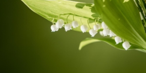 Notre sélection de fleurs du printemps pour la décoration d’intérieure