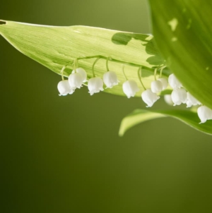 Notre sélection de fleurs du printemps pour la décoration d’intérieure