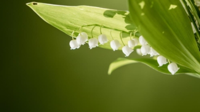 Notre sélection de fleurs du printemps pour la décoration d’intérieure