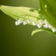 Notre sélection de fleurs du printemps pour la décoration d’intérieure