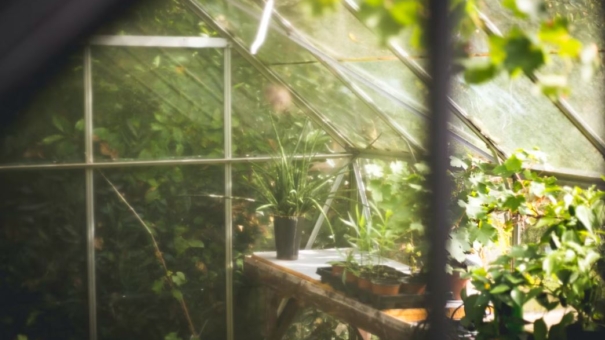 Quels travaux de jardinage faire en été ?