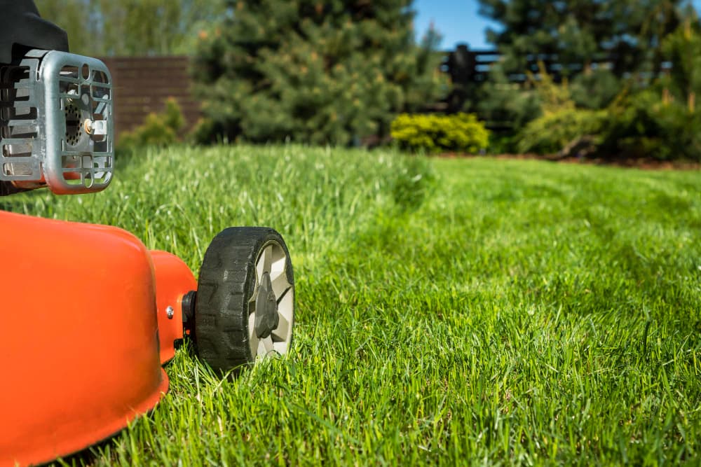 tondeuse à gazon dans un jardin bien entretenu